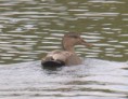 /album/my-local-birding-gallery/gadwall-at-dewsbury-jpg/